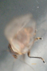 Bactericera albiventris