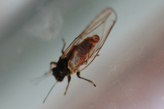 Bactericera albiventris