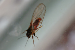 Bactericera albiventris