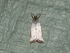 Argyria gonogramma