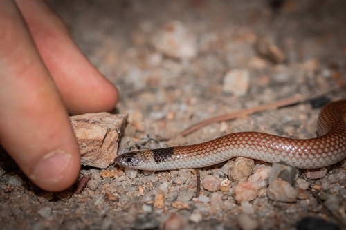 Robust Burrowing Snake
