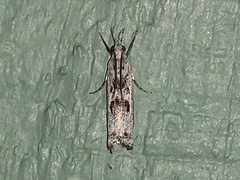 Microcrambus minor