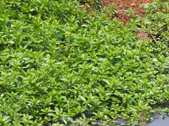 Ludwigia taiwanensis