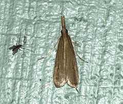 Donacaula maximellus