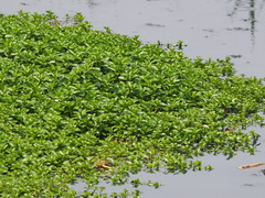 Ludwigia taiwanensis