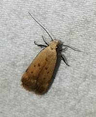 Anacampsis fullonella