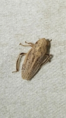 Prairiana