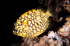 Cleidopus gloriamaris