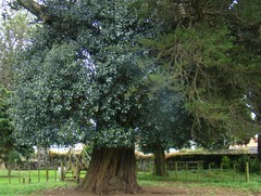 Ficus macrophylla