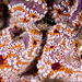 Botrylloides leachii - Photo (c) Marine Explorer (Dr John Turnbull), algunos derechos reservados (CC BY-NC-SA)