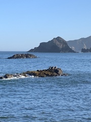 Tachyeres