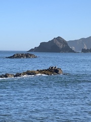 Tachyeres