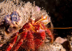 Dardanus crassimanus