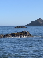 Tachyeres