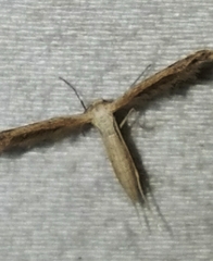 Lioptilodes albistriolatus