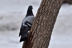 Columba livia domestica