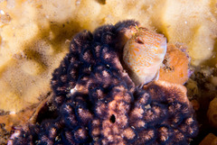 Parablennius intermedius