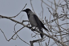 Corvus cornix