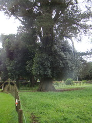 Ficus macrophylla