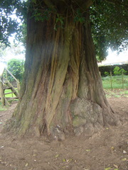 Ficus macrophylla