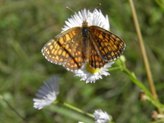 Melitaea aurelia