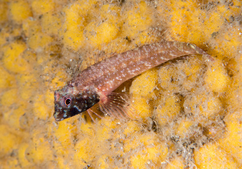 Blackthroat triplefin (Enneapterygius atrogulare) — Tripterygiidae — 5