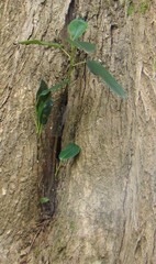 Ficus macrophylla