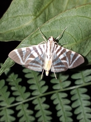 Spilomela