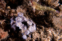 Astrangia woodsi