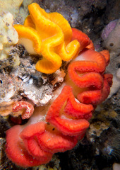 Sycozoa cerebriformis