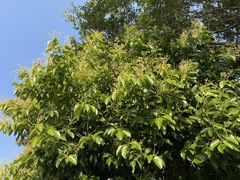 Cinnamomum kotoense