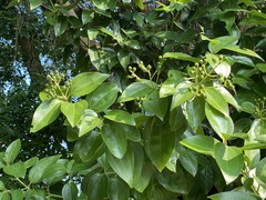 Cinnamomum kotoense