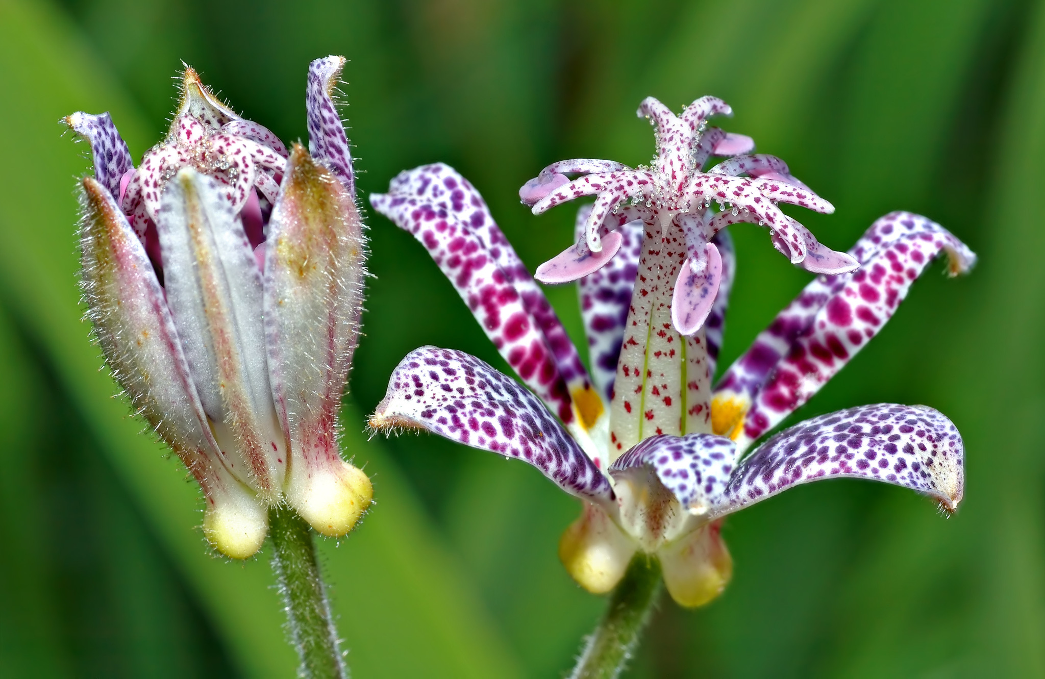 Tricyrtis hirta