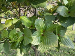 Neonauclea reticulata