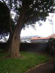Ficus macrophylla