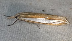 Crambus satrapellus