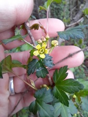 Ribes fasciculatum