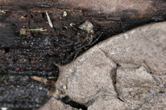 Zoicinae
