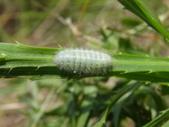 Zygaena punctum