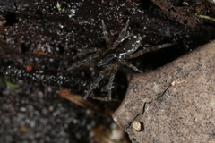 Zoicinae