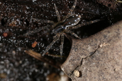 Zoicinae