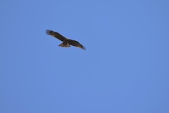 Milvus migrans lineatus