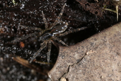 Zoicinae