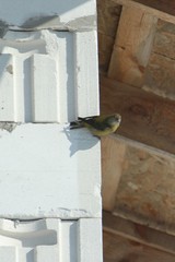Loxia pytyopsittacus