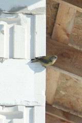 Loxia pytyopsittacus
