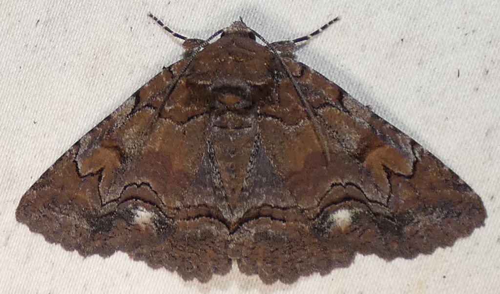 Brown-spotted Zale Moth