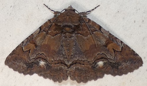 Brown-spotted Zale Moth photo 4