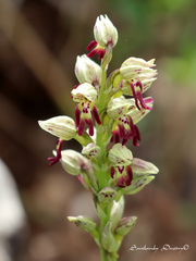 Orchis galilaea