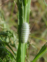 Zygaena punctum