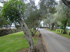 Ficus macrophylla